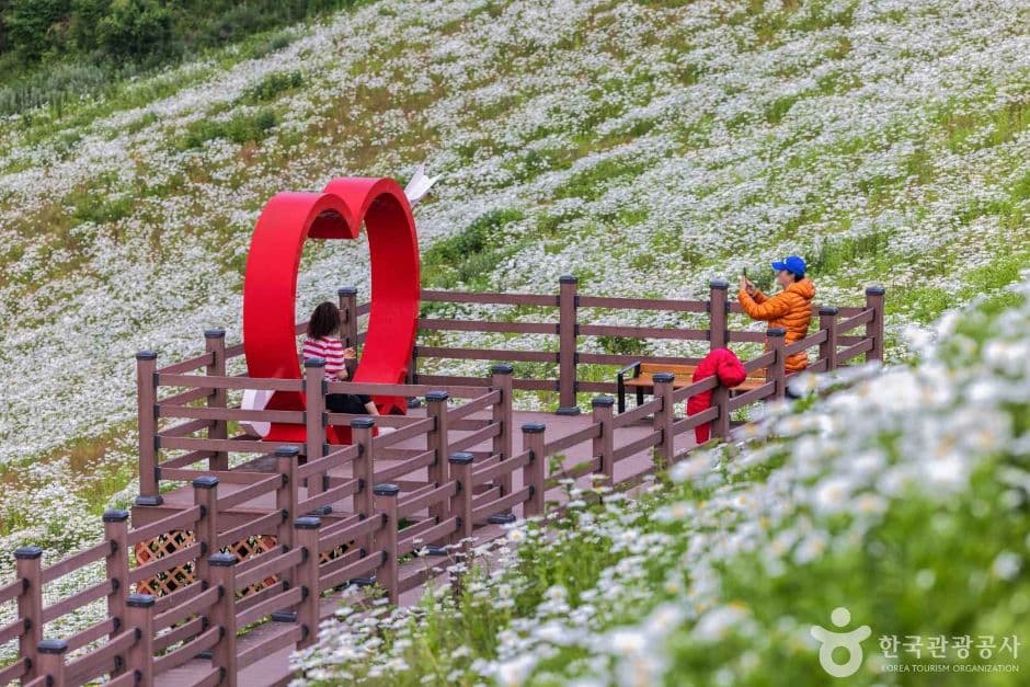 평창 육백마지기