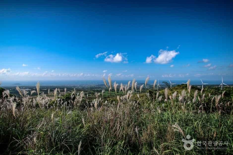 새별오름