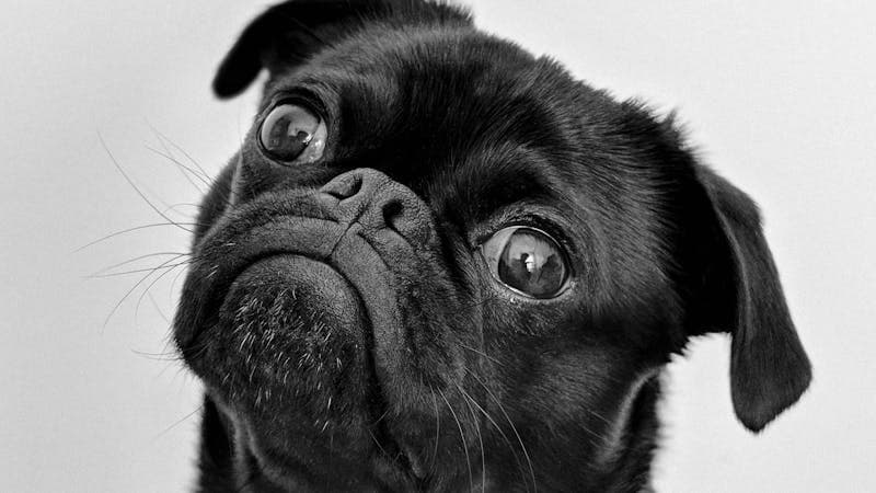 편안하게 쉬고 있는 강아지