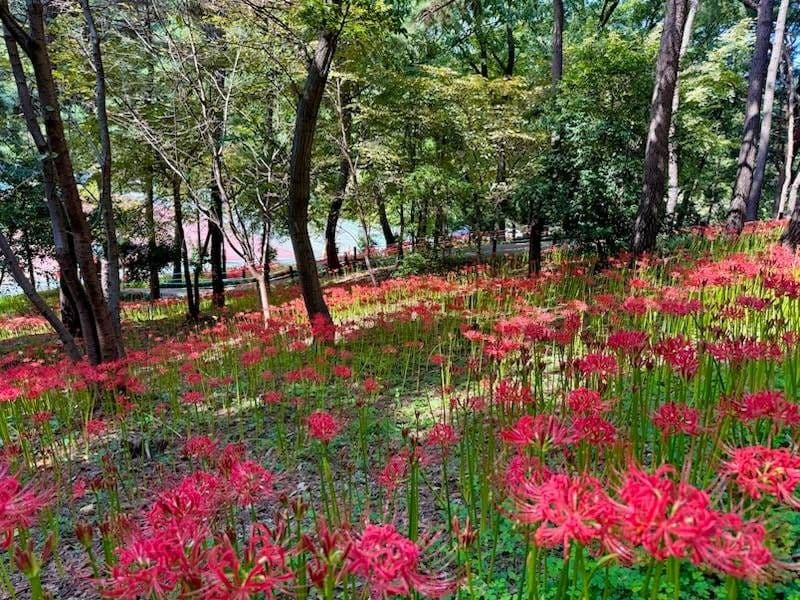 울산_선암호수공원 (2)