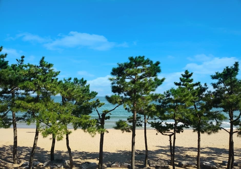 진하해수욕장 (1)