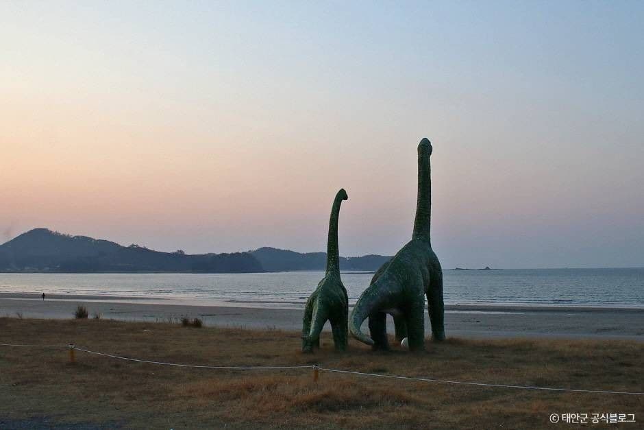 태안_신두리해수욕장 (1)